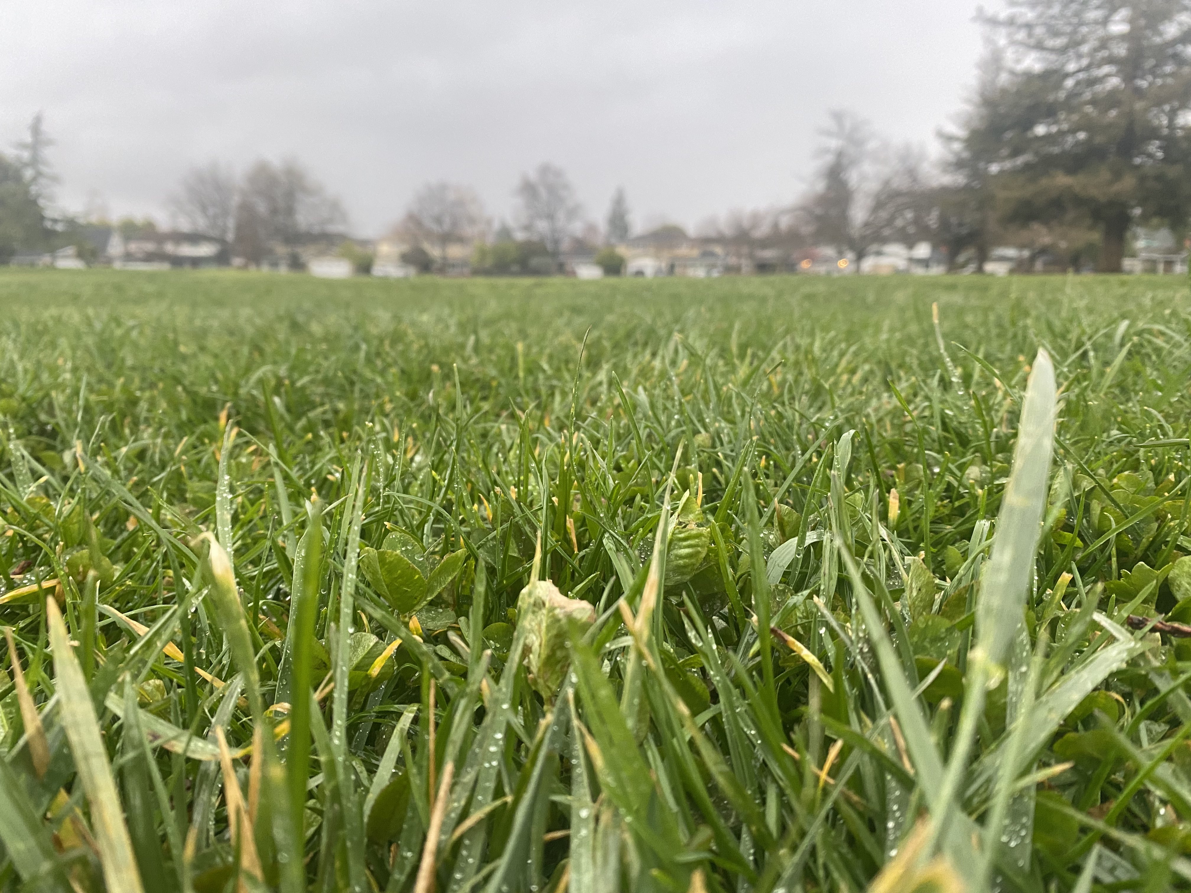 Field