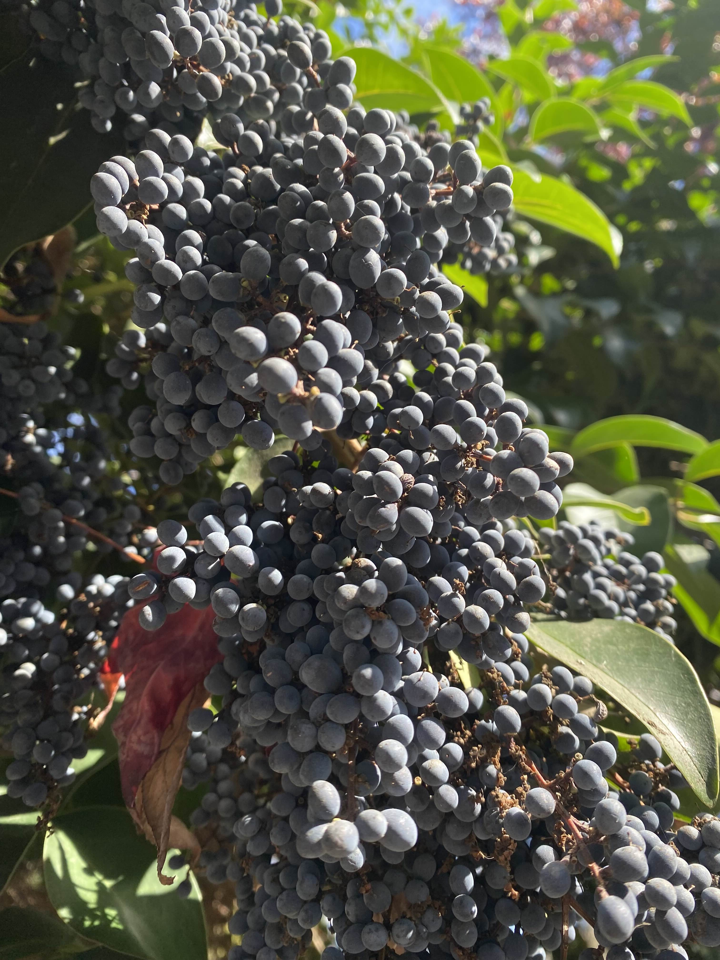 Berries