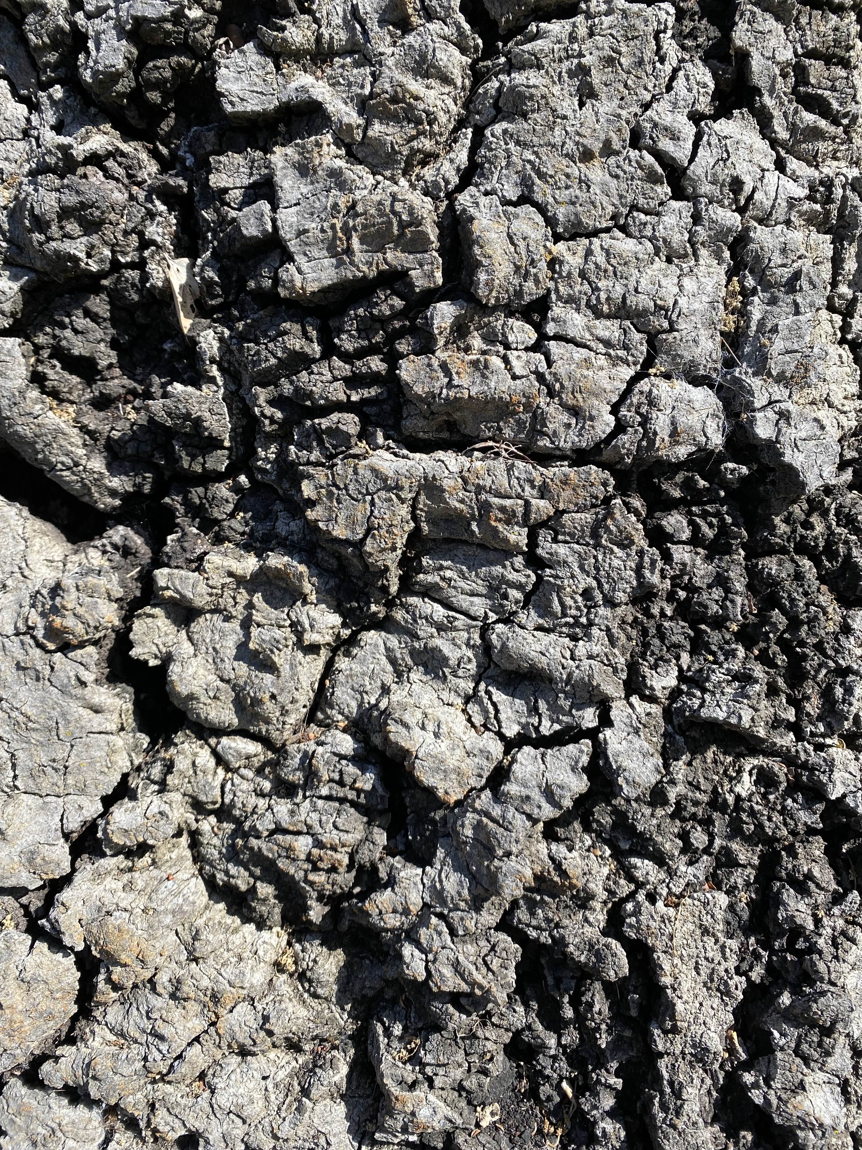 Bark