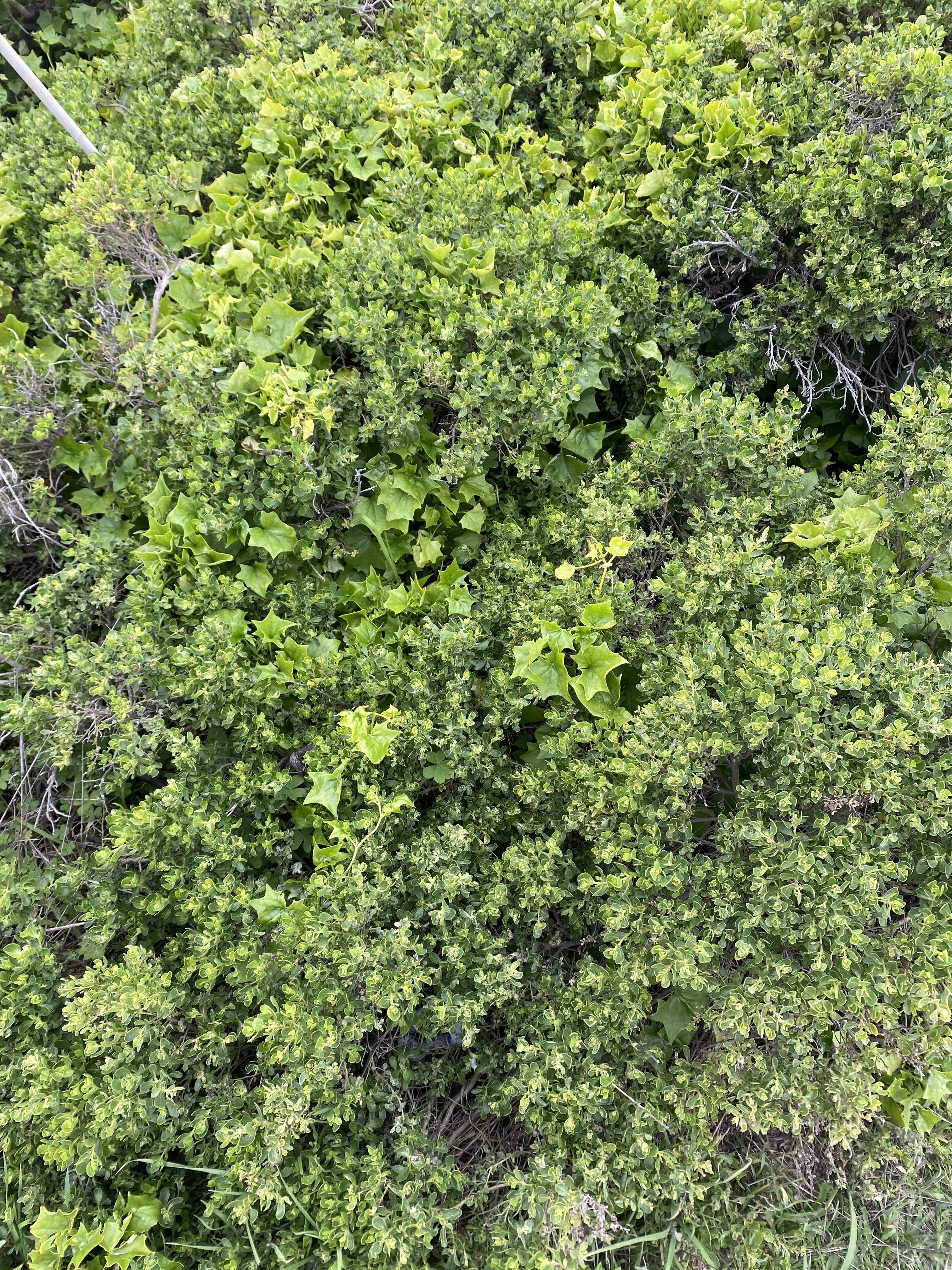 Bush