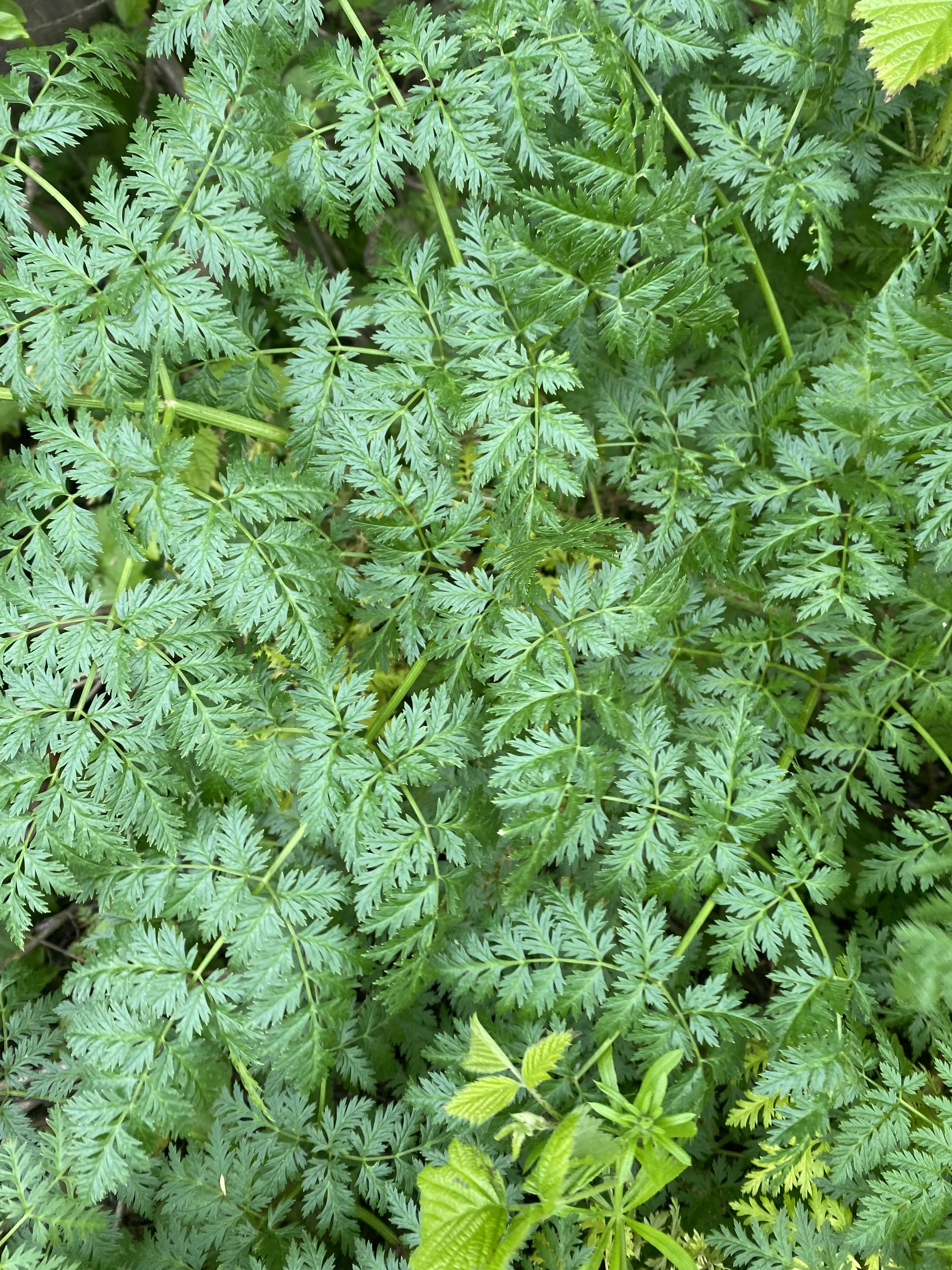 Ferns