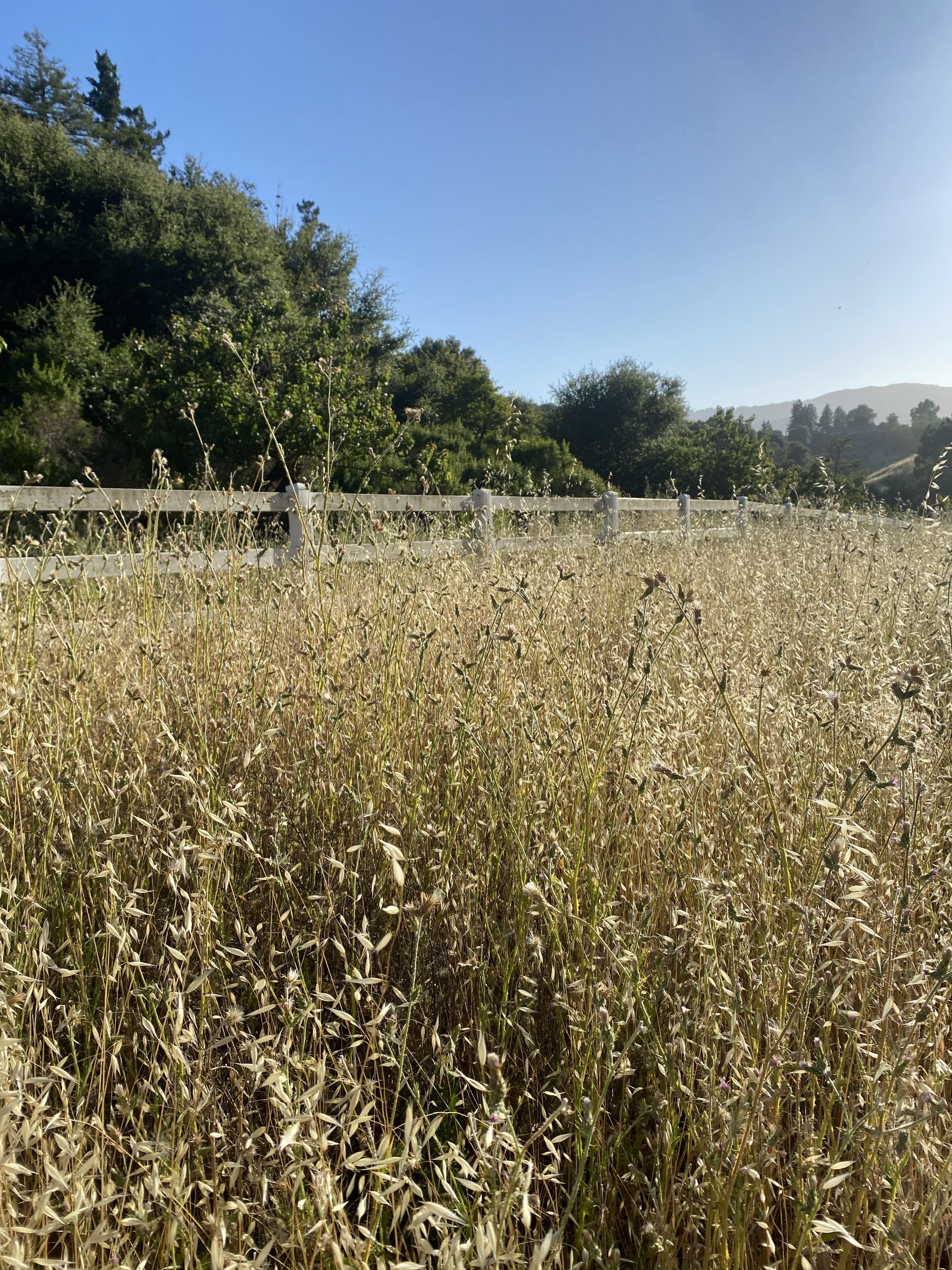 Weeds