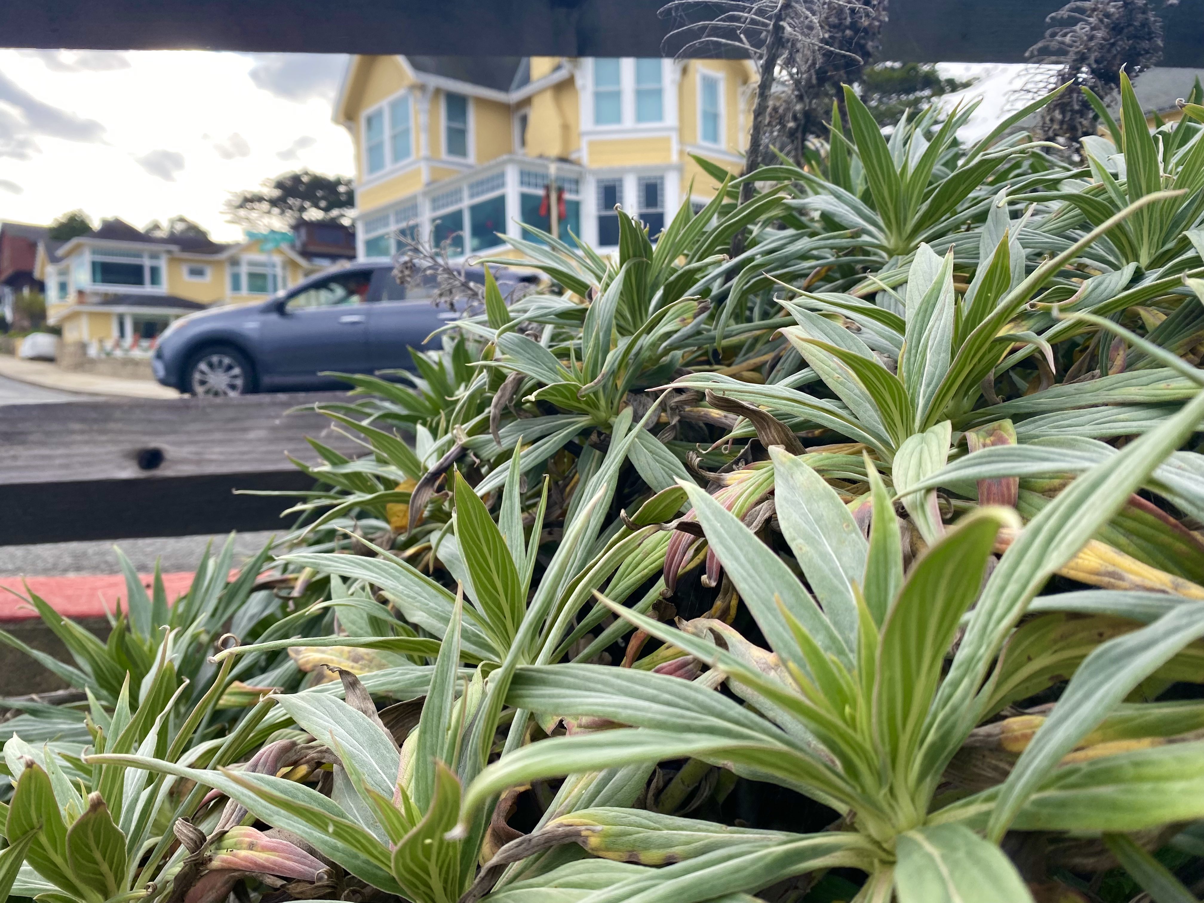 Succulents