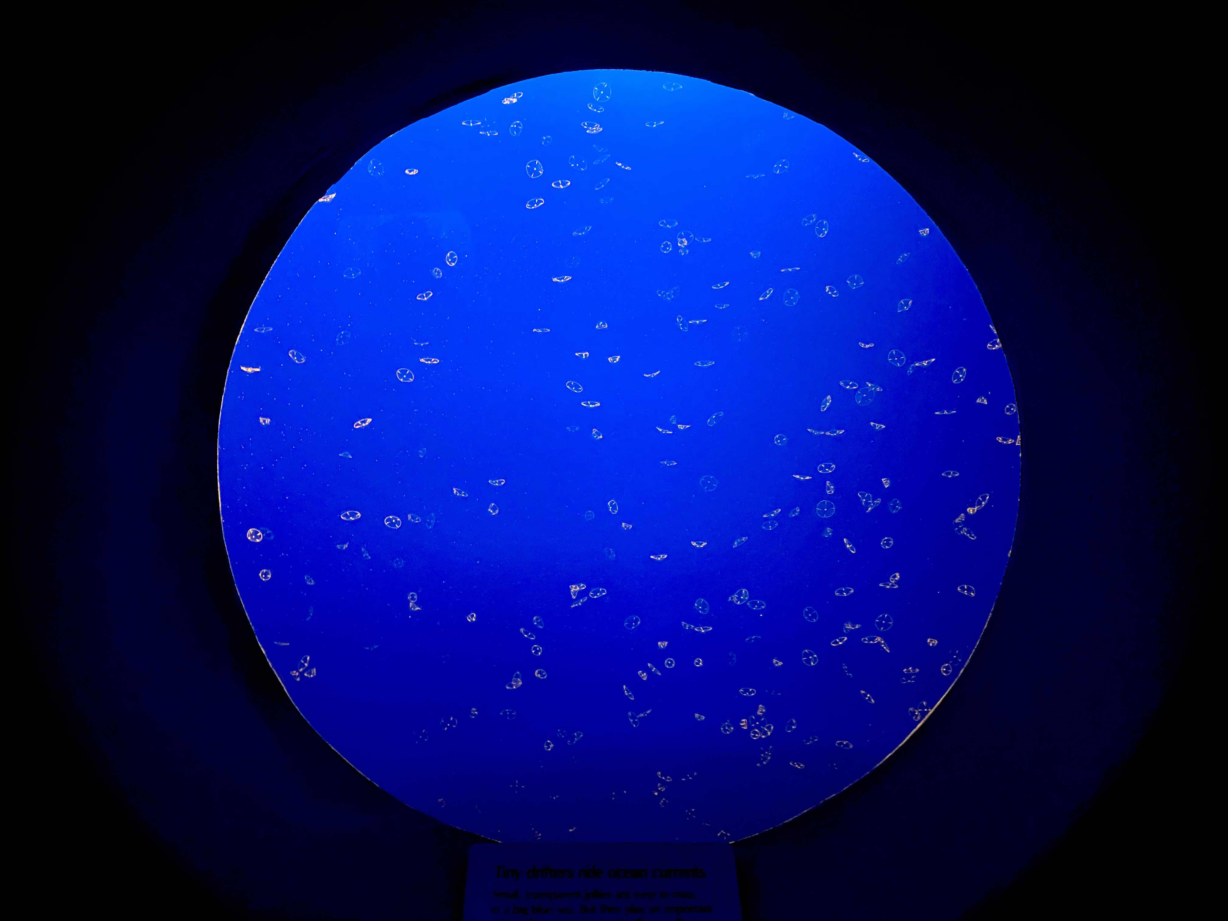Jellyfish