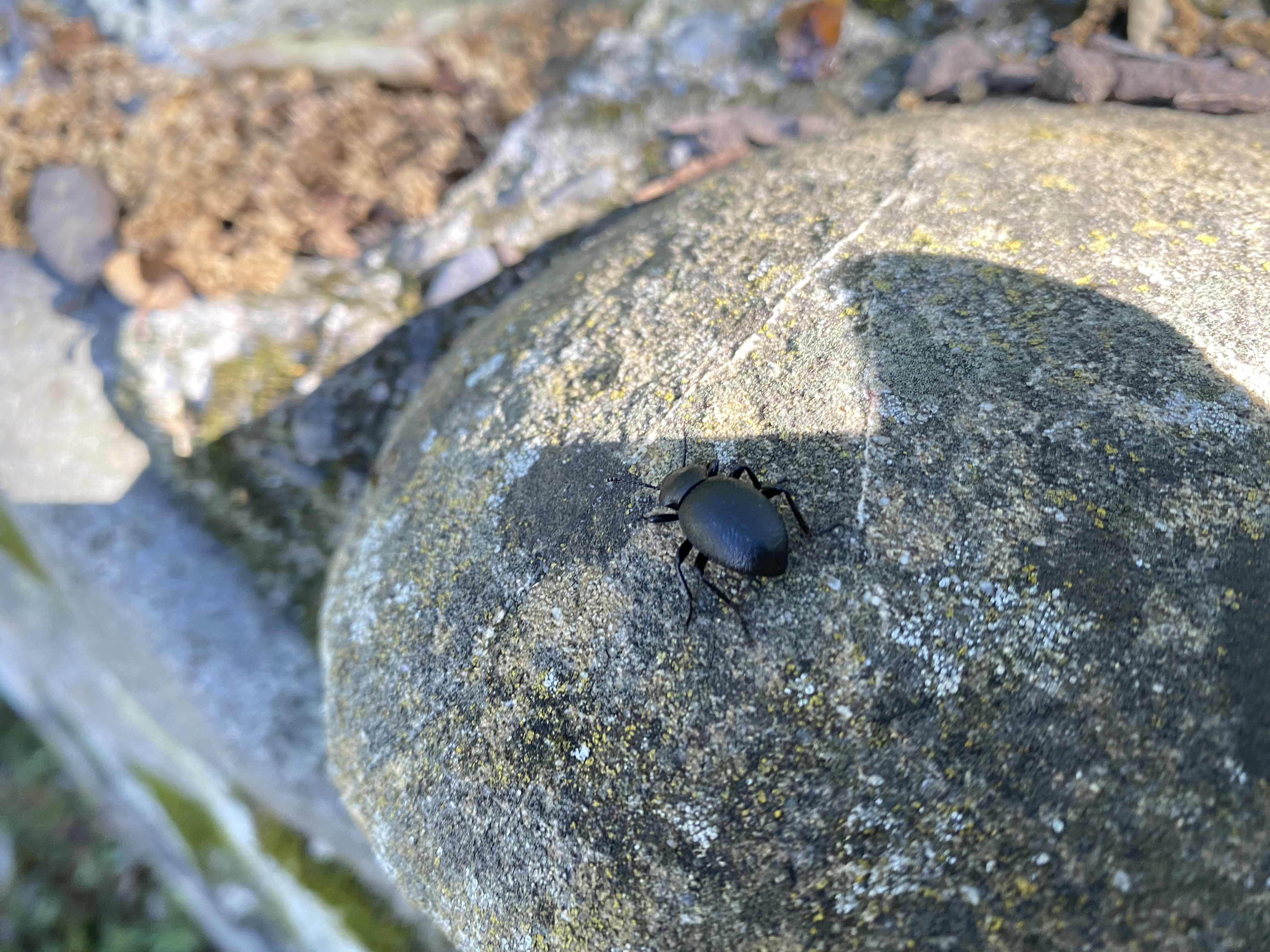Friend
