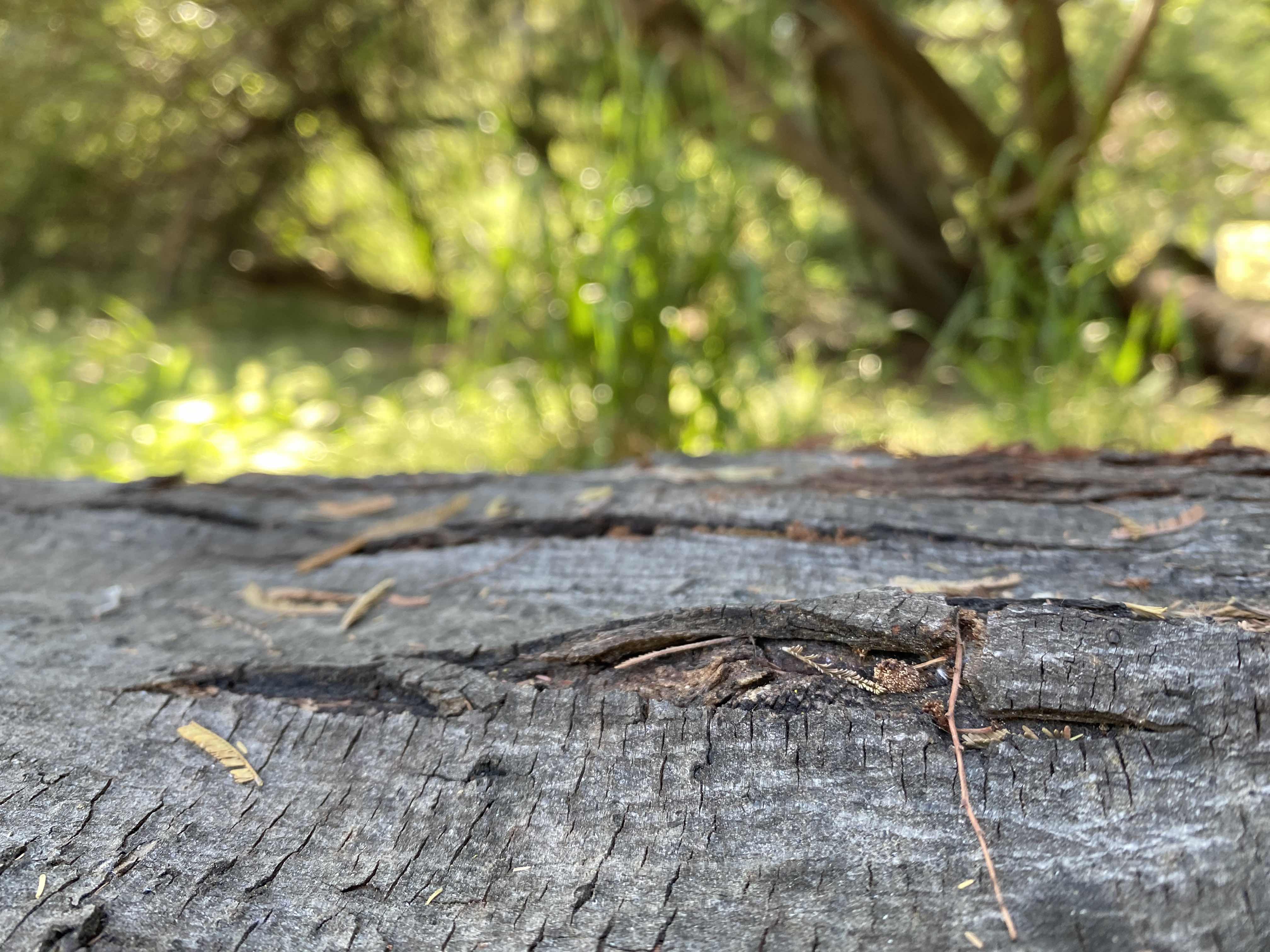 LOG
