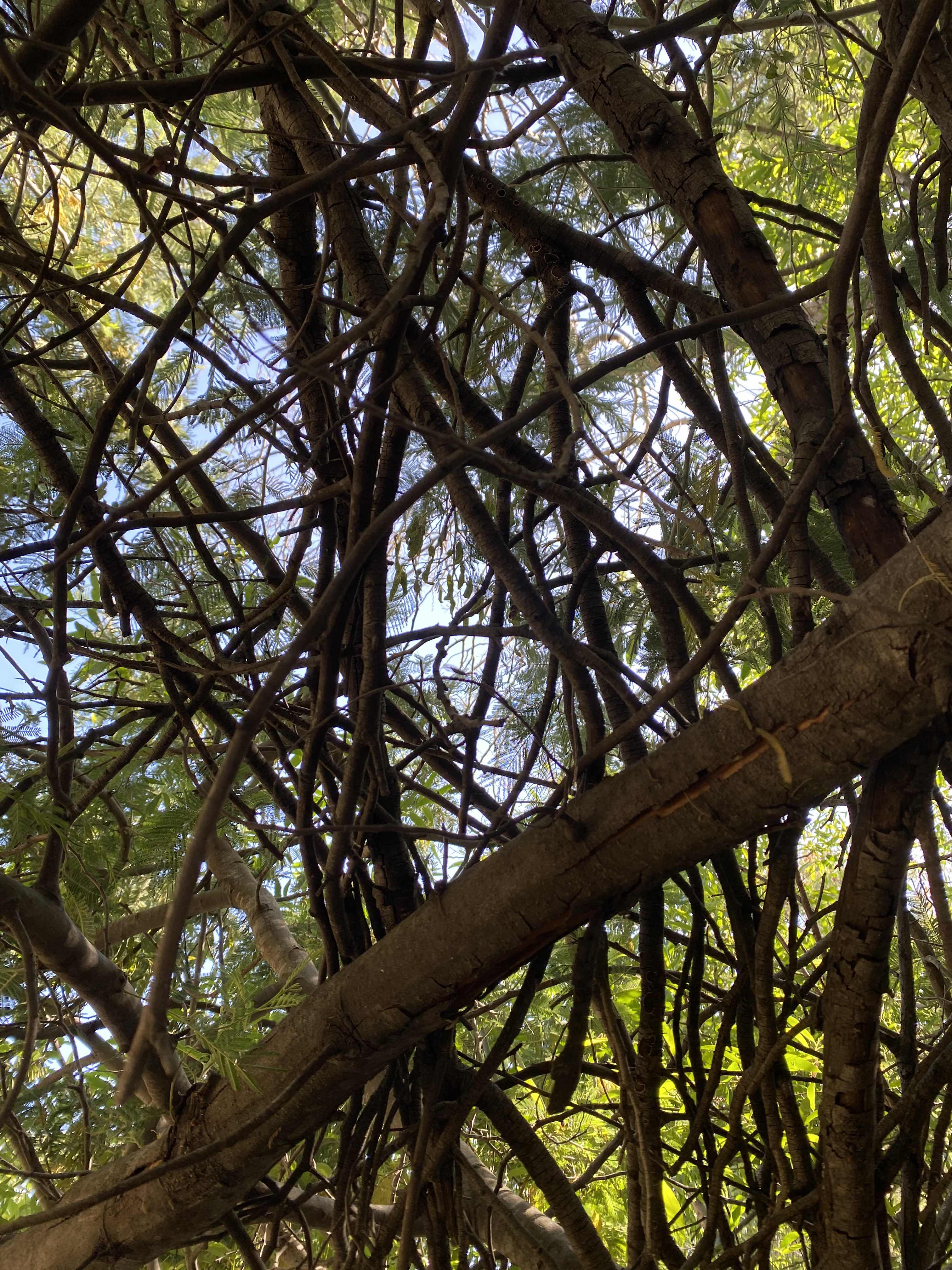 Tangle