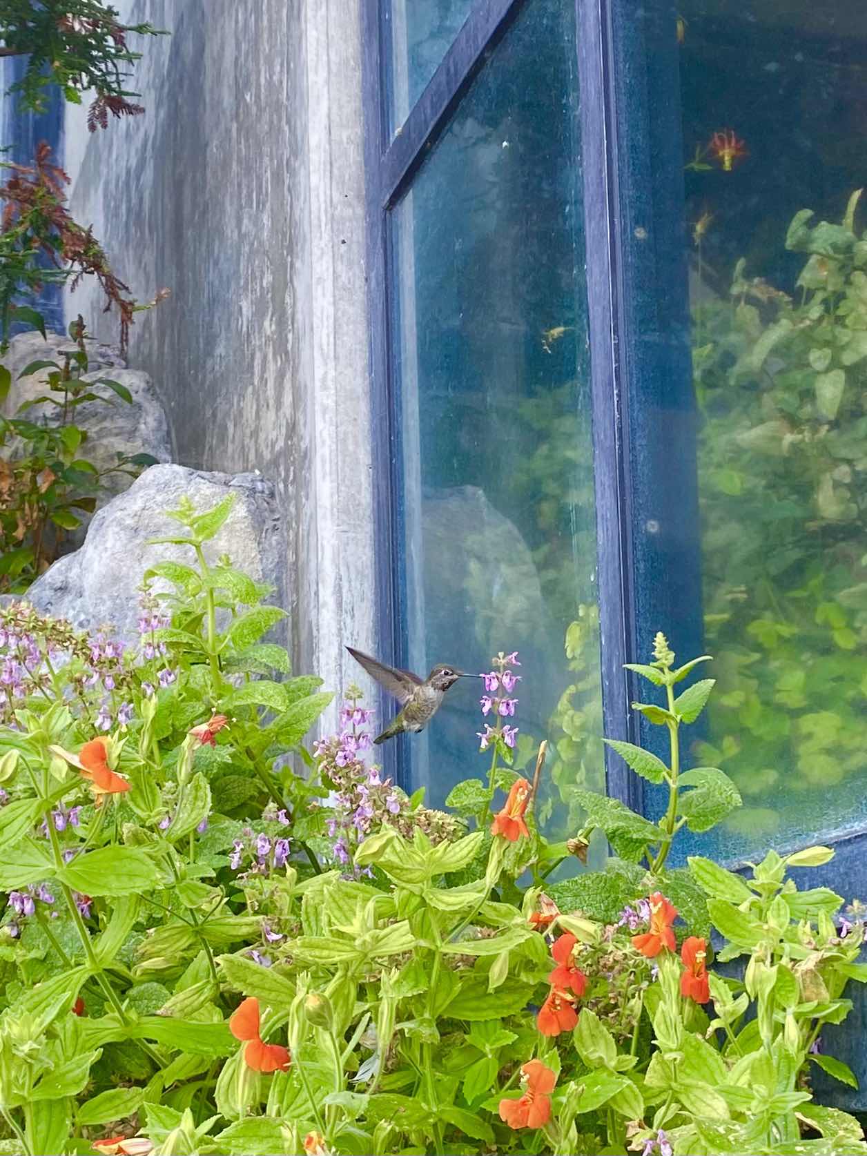 Hummingbird