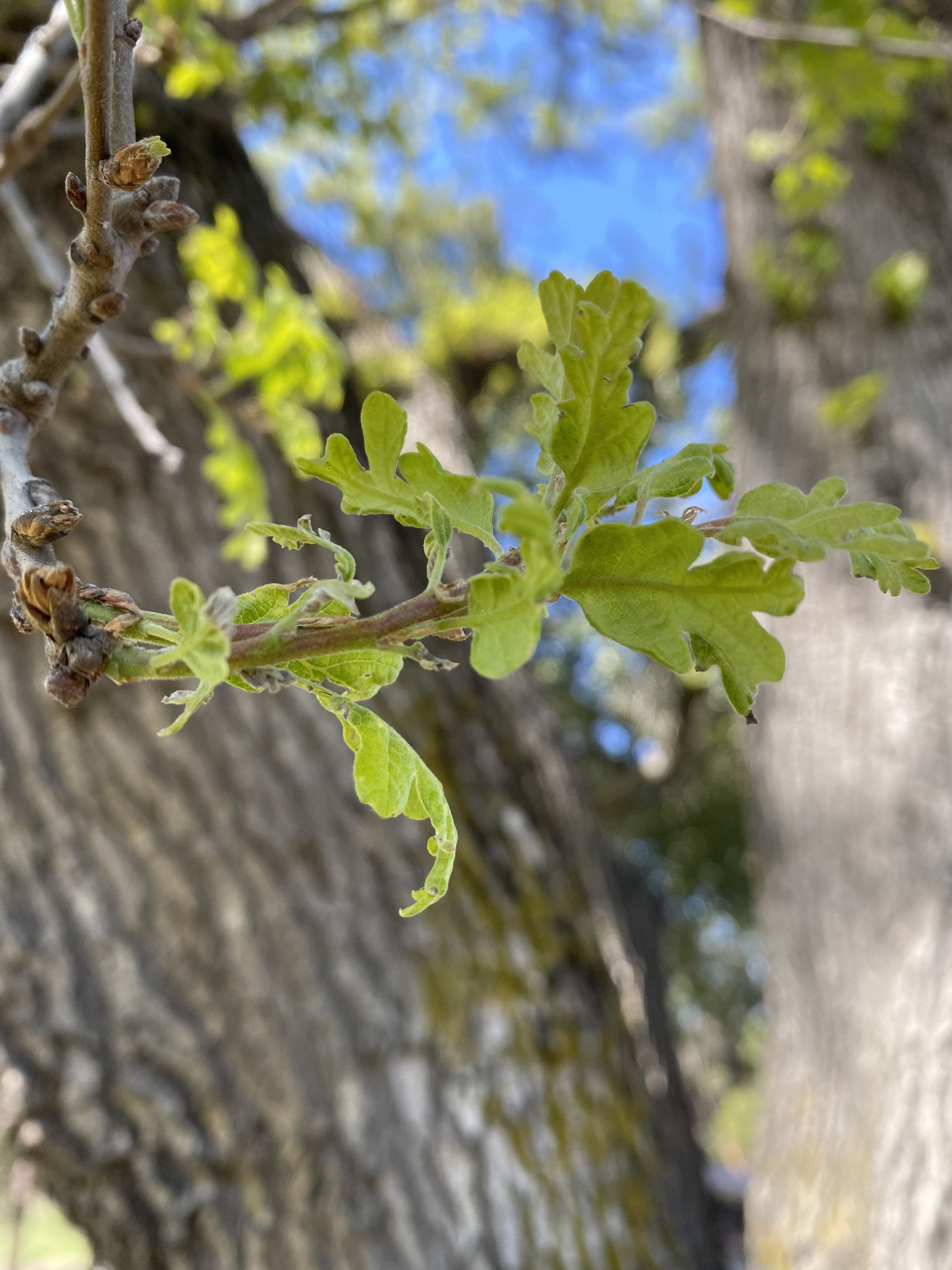 Leaf
